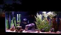 Fresh water aquarium