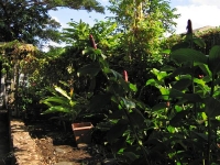 Back garden