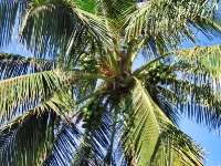 Coconut palm