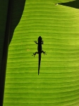 Geko