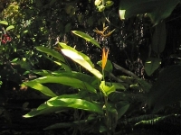 Golden Torch Heliconia