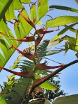 Heliconia