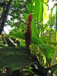 Red Ginger