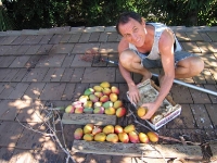 Mango pyramid on the roof