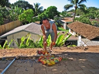 Mangoes laid out for sunning