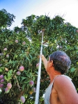 Full extension of the mango pole