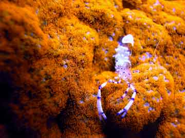 Anemone Shrimp