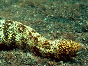 Snowflake eel