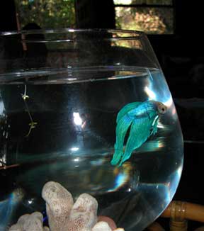 Alfonzo, also known as Elvis with the blue suede
fins, on our dining room table