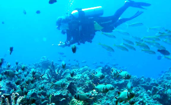 Here I am underwater with
my fish counting slate.