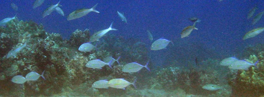 Hugh school of little Bluefin Trevelly