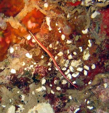 Redstripe Pipefish Redstripe Pipefish