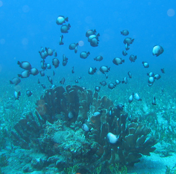 Hawaiian Dascyllus Hawaiian Dascyllus
