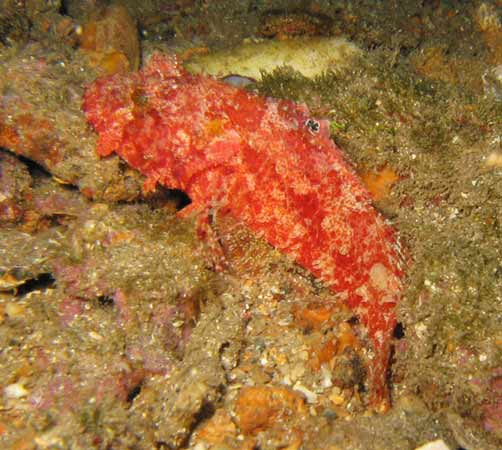 Decoy Scorpionfish Decoy Scorpionfish