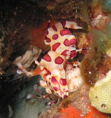 Harlequin Shrimp Harlequin Shrimp