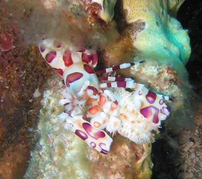 Harlequin Shrimp Harlequin Shrimp