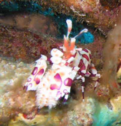 Harlequin Shrimp Harlequin Shrimp