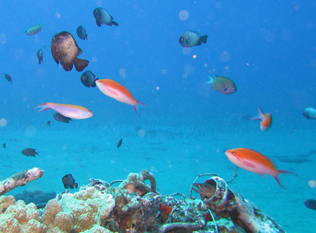 Notice the eel in the lower right The tank