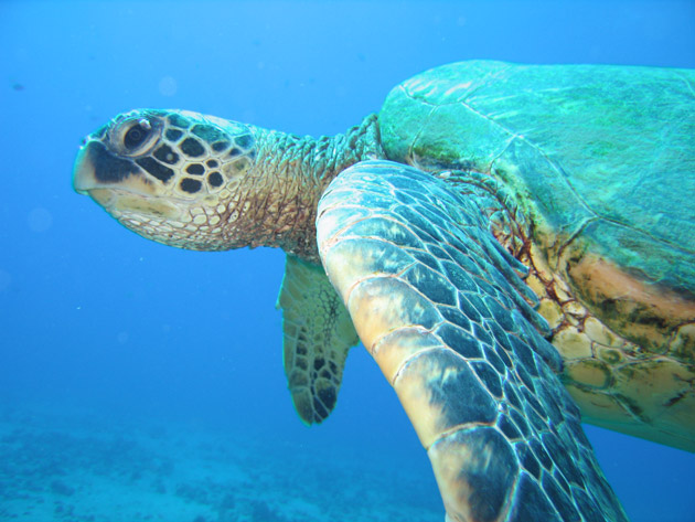 Notice he as a tumor starting on his eye Turtle