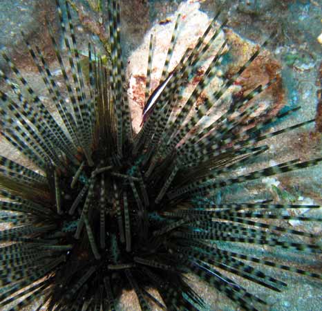 White Stripe Urchin Shrimp White Stripe Urchin Shrimp