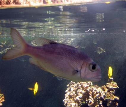 Big Eye Emperor Fish