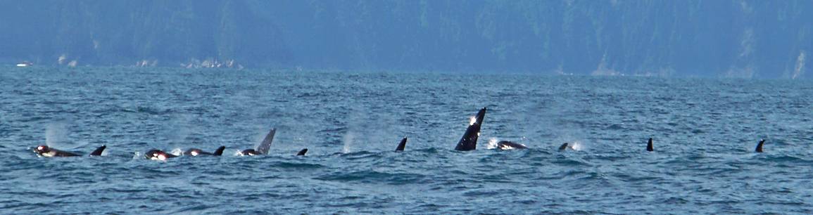 Orcas