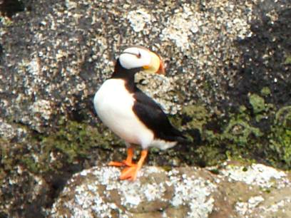 Puffin