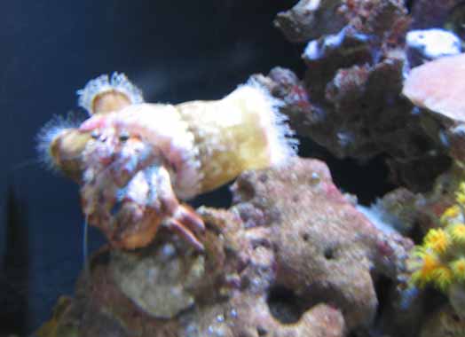 Anemone Crab Anemone Crab