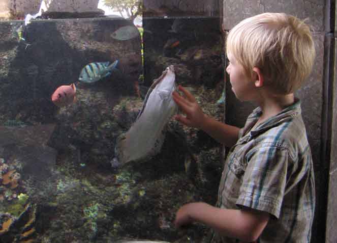 Queting looks at Flowery Flounder Queting looks at Flowery Flounder