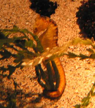 Seahorse Seahorse