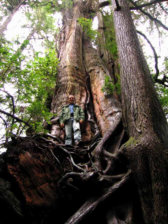 Tallest Cedar in Us or World? Neil on Cedar