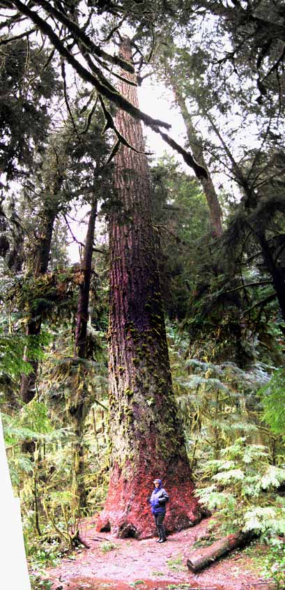 Amazing the height of some of the trees. Nan by tree