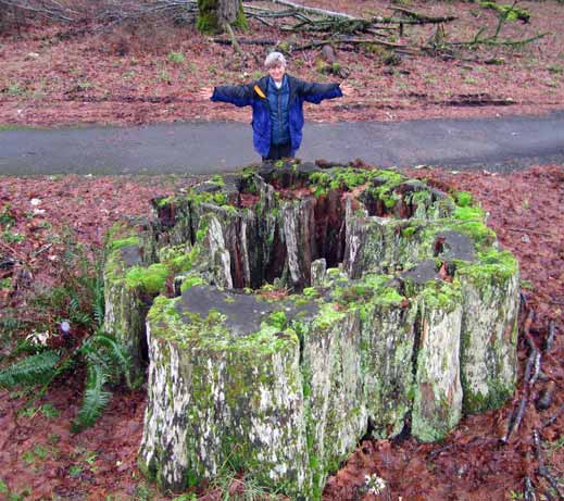 Probably cut down in the '20s? Stump