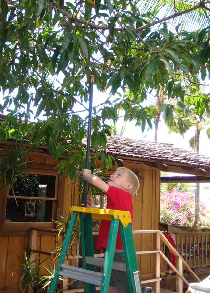 Quentin stretches to reach the mangos Quentin stretches to reach the mangos